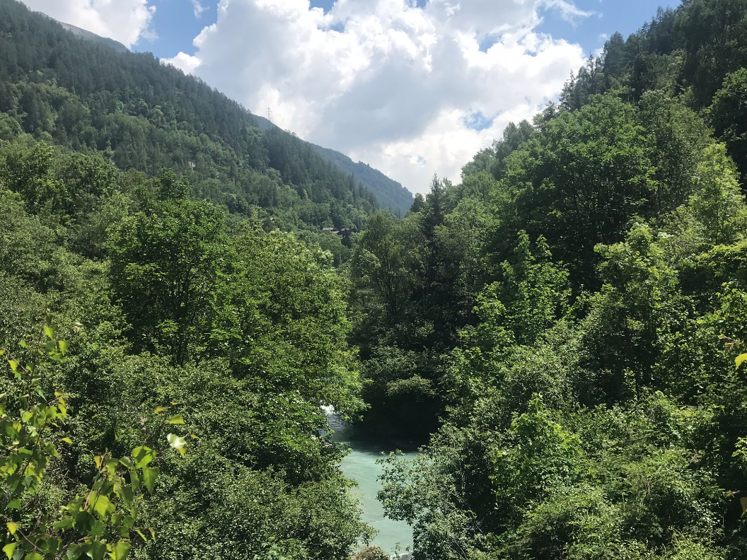 Photo de paysage forestier