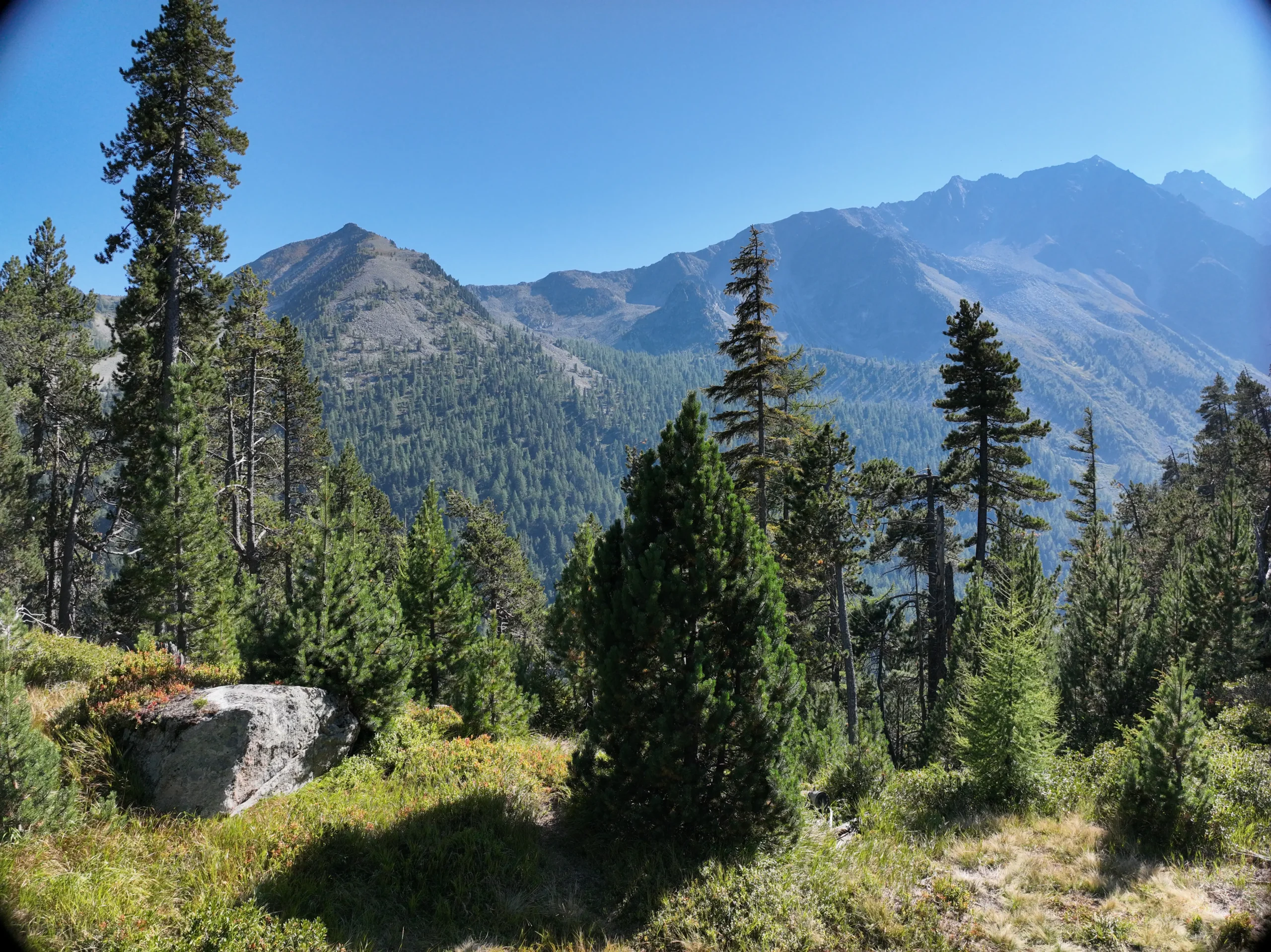 Reserve forestiere val d'arpette