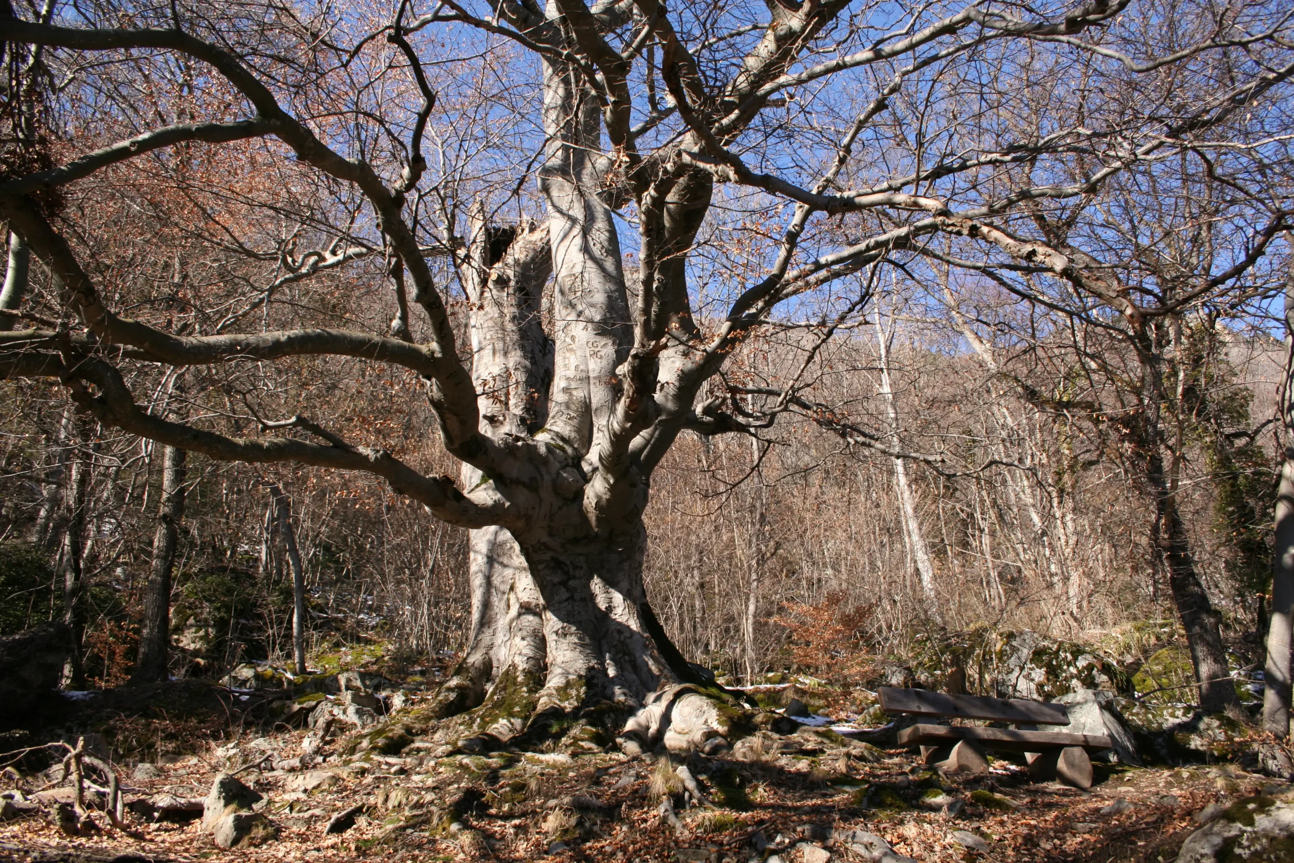 Hêtre fontaine du Sourd - Fully