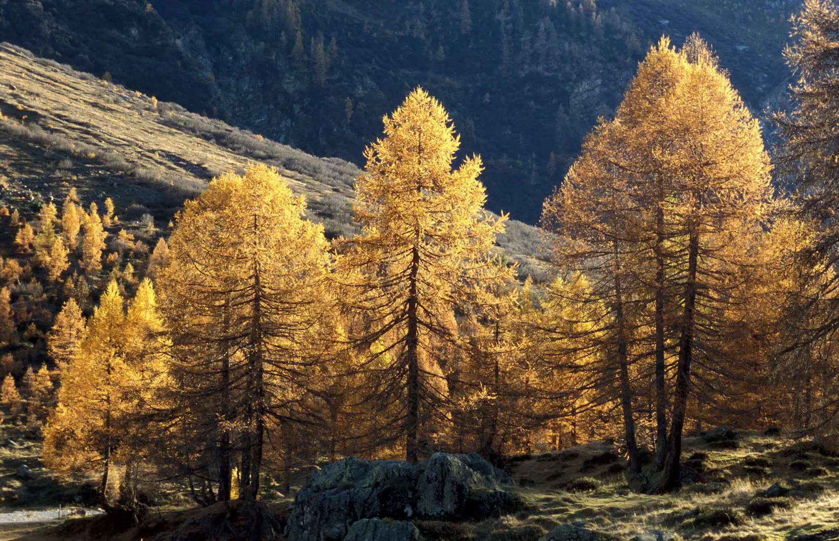 Mélèzes Lötschental