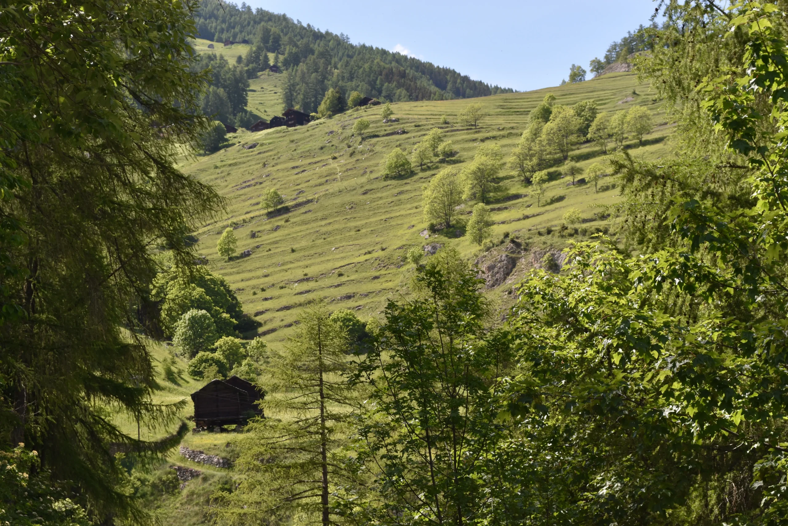 paysage agricole herbage