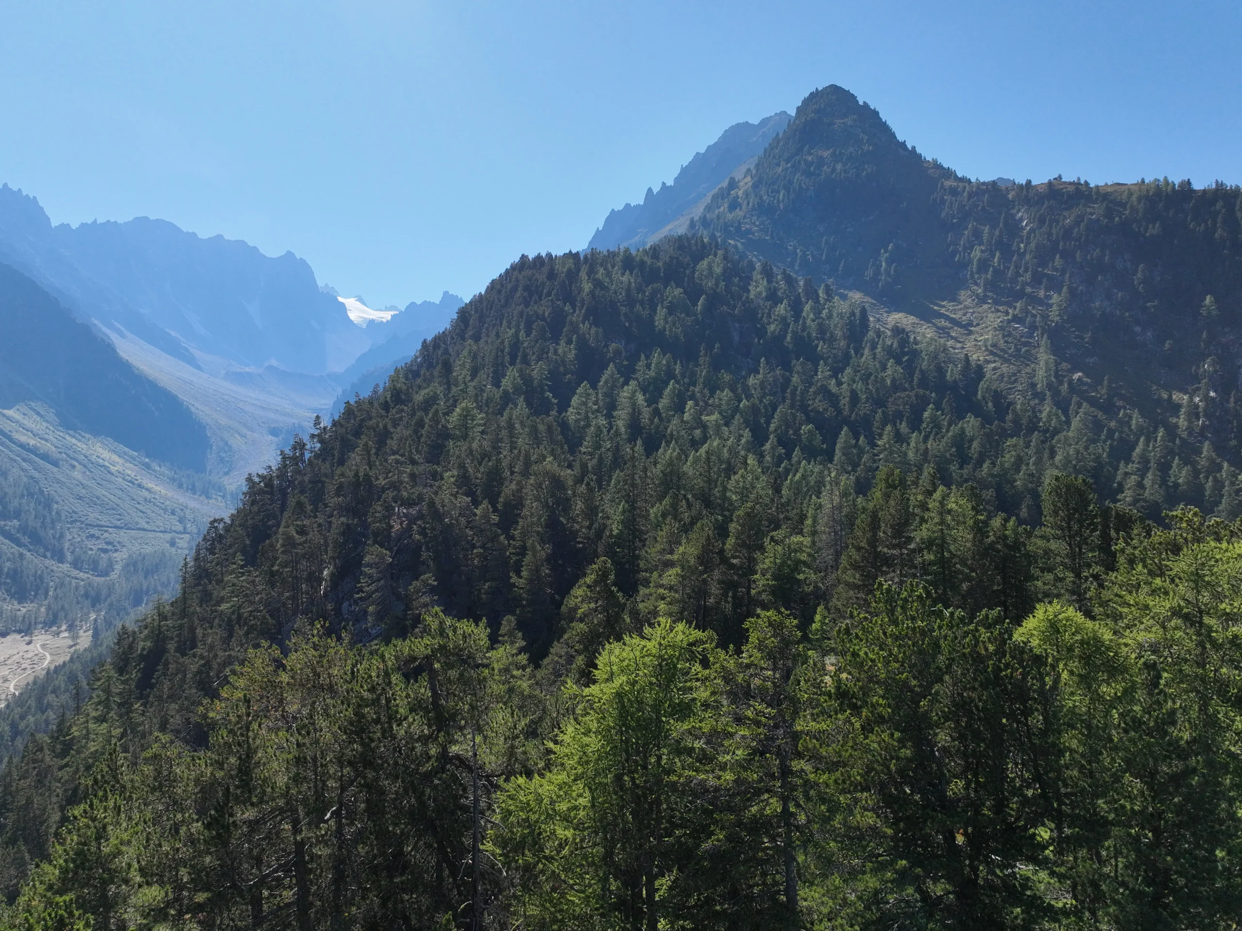 Reserve forestiere val d'arpette